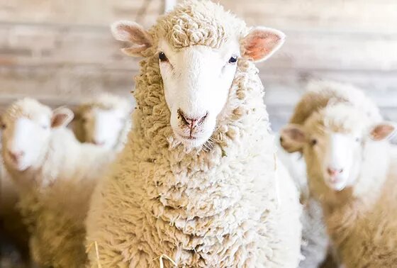¿Por qué son maravillosas las cobijas de lana en México?